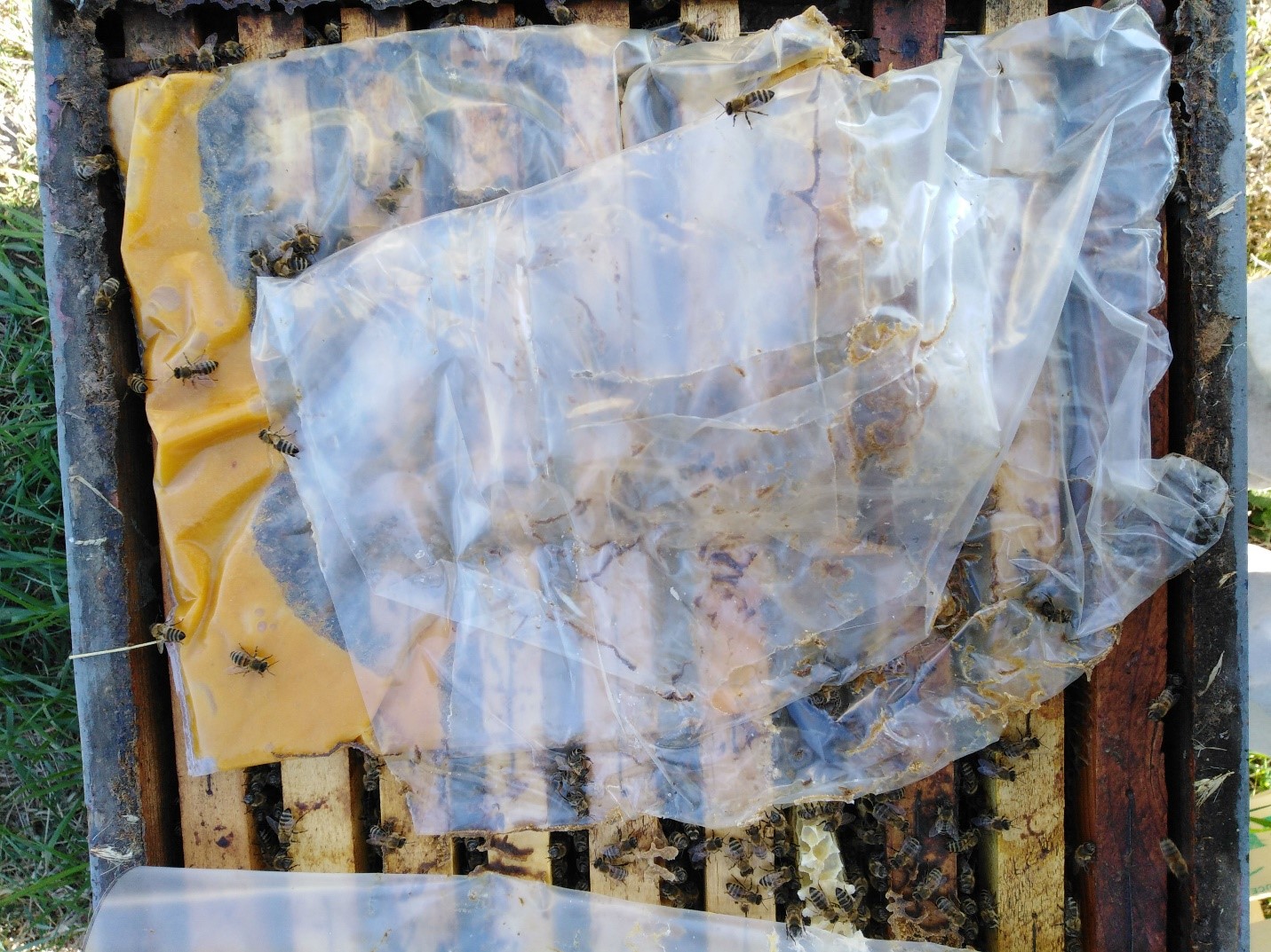 Jesenji radovi u pcelinjaku