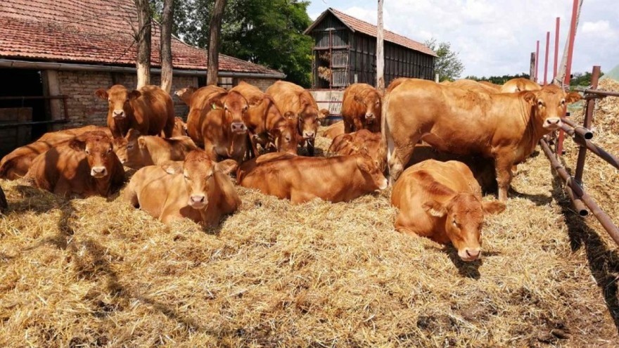 Prednosti uzgoja Limuzin goveda