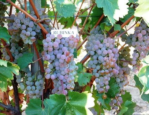 NOVE SORTE I KLONOVI VINOVE LOZE