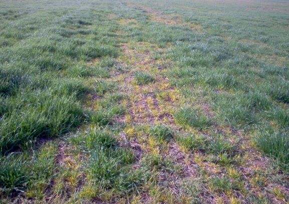 Viroze psenice i jecma